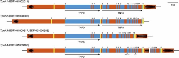 Figure 2: Transposons of the Tpn1 family and their transposase genes. (Hoshino et al., 2016)