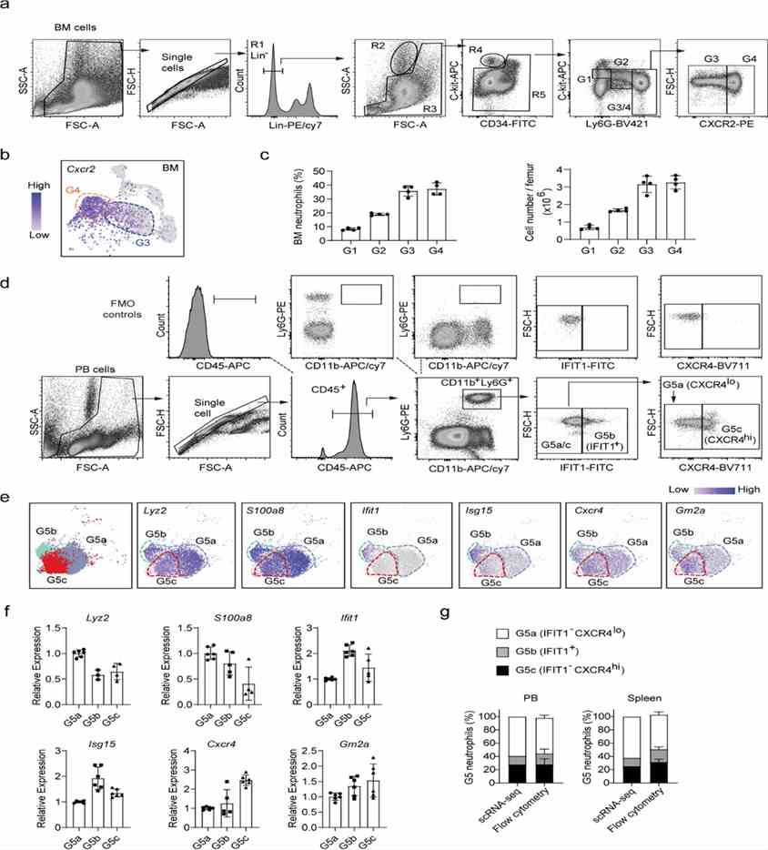 Figure 3. Flow cytometry analysis of neutrophil subpopulations. (Xie et al., 2020)