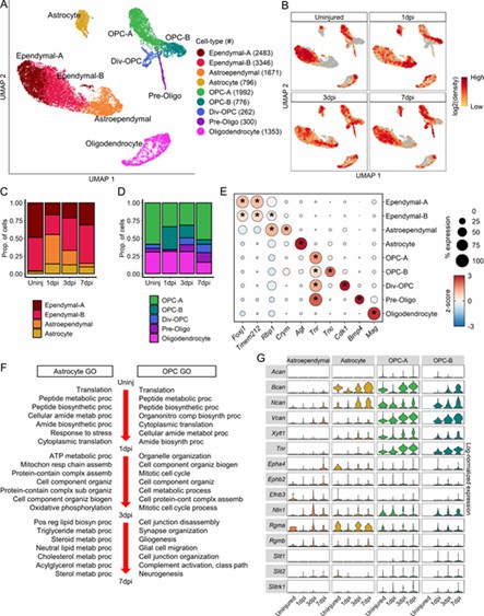 Fig 3. Molecular and temporal dynamics of macroglial heterogeneity in the acute phase post-SCI. (Milich et al., 2021)