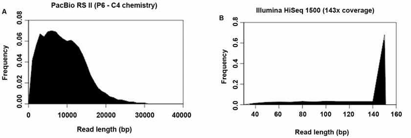 FIGURE 4. Histogram illustrating the distribution of read lengths generated by (A) PacBio RS II and (B) Illumina HiSeq 1500. (Teng et al., 2017)