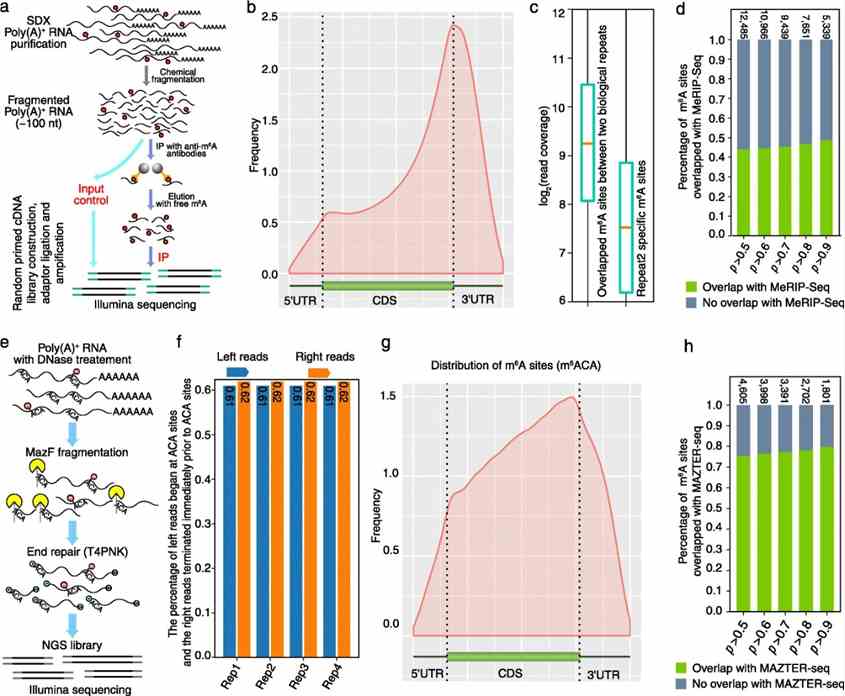Fig 2. Validation of Nanom6A through MeRIP-Seq and m6A-REF-seq/MAZTER-seq validation methods. (Gao et al., 2021)