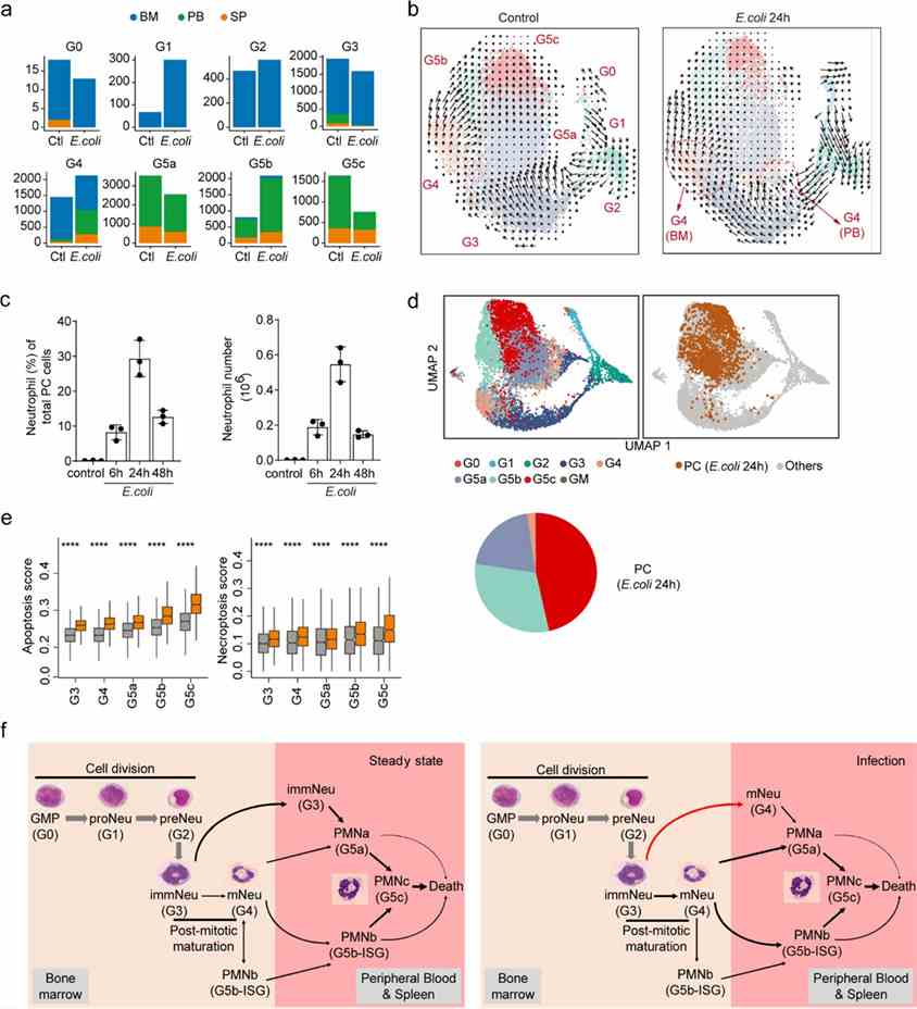 Figure 4. Impact of bacterial infection on neutrophil population structure and dynamic transitions between subpopulations. (Xie et al., 2020)