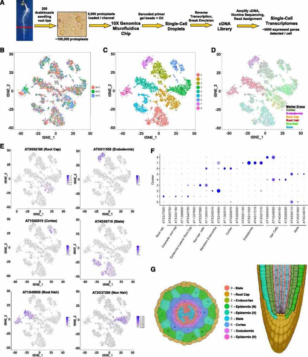 Figure 1. Isolation and clustering of single-cell transcriptomes from wild-type Arabidopsis roots. (Ryu et al., 2019)