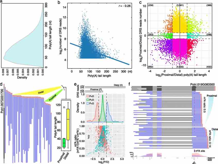 Fig 3. Differential poly(A) tail length and m6A modification at alternative polyadenylation sites. (Gao et al., 2021)