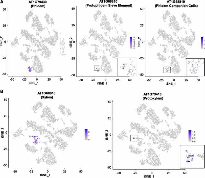 Figure 2. Stele marker gene expression defines clusters of distinct tissue and cell types in the stele on tSNE projection plots. (Ryu et al., 2019)