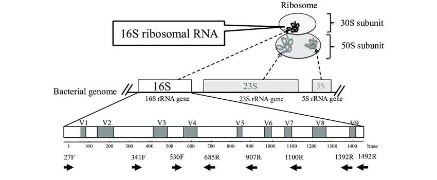 A Beginner's Guide to 16S/18S/ITS Amplicon Sequencing