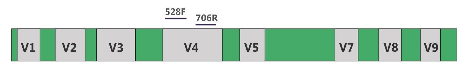 18S rRNA gene.