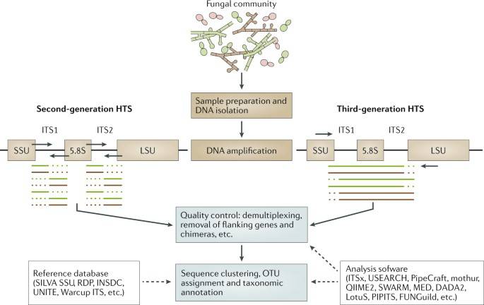 High-throughput sequencing (HTS) studies of fungal communities.