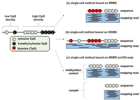 A Guide of Single-Cell DNA Methylation Sequencing: From Wet Experiment to Data Analysis