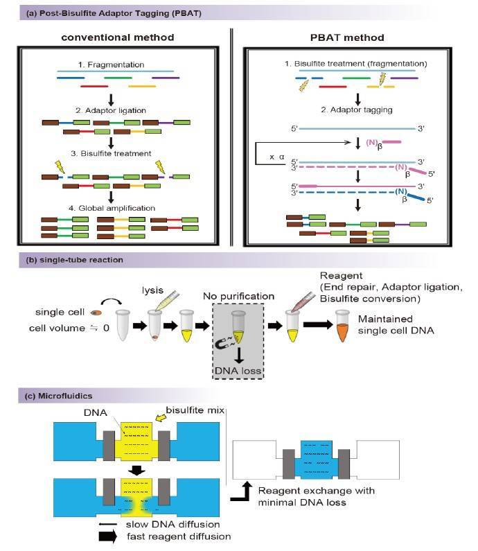 (a) Overview of the post-bisulfite adaptor tagging (PBAT) method to prevent loss due to degradation during the bisulfite conversion process. (b) Overview of single-tube reaction.