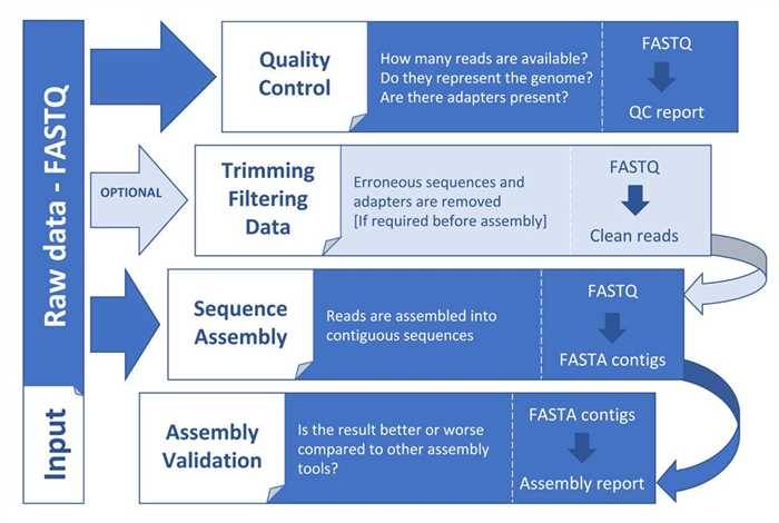 General steps in a genome assembly workflow