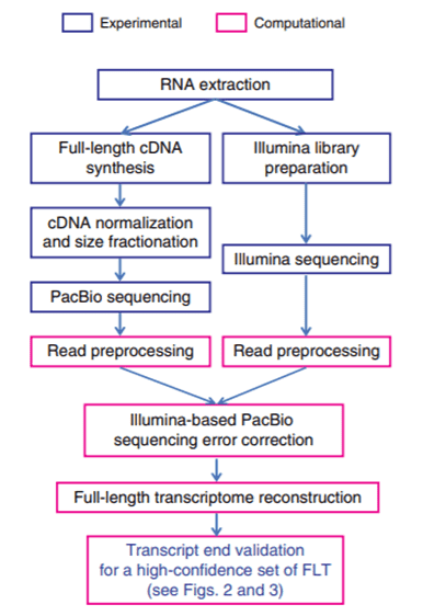 Full-length Transcriptome Reconstruction Reveals A Large Diversity of RNA And Protein Isoforms in Rat Hippocampus