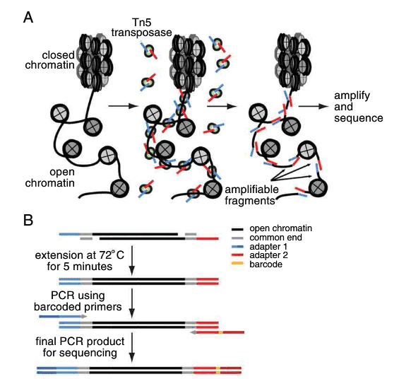 ATAC-seq Workflow