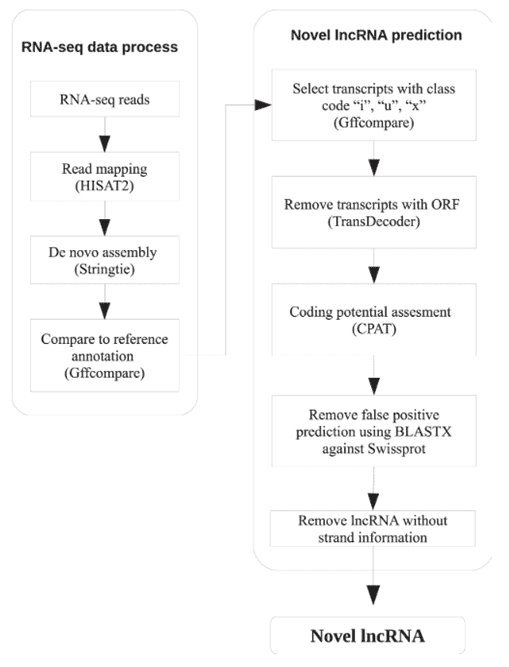 Systematic Identification and Characterization of Aedes Aegypti Long Noncoding RNAs (lncRNAs)