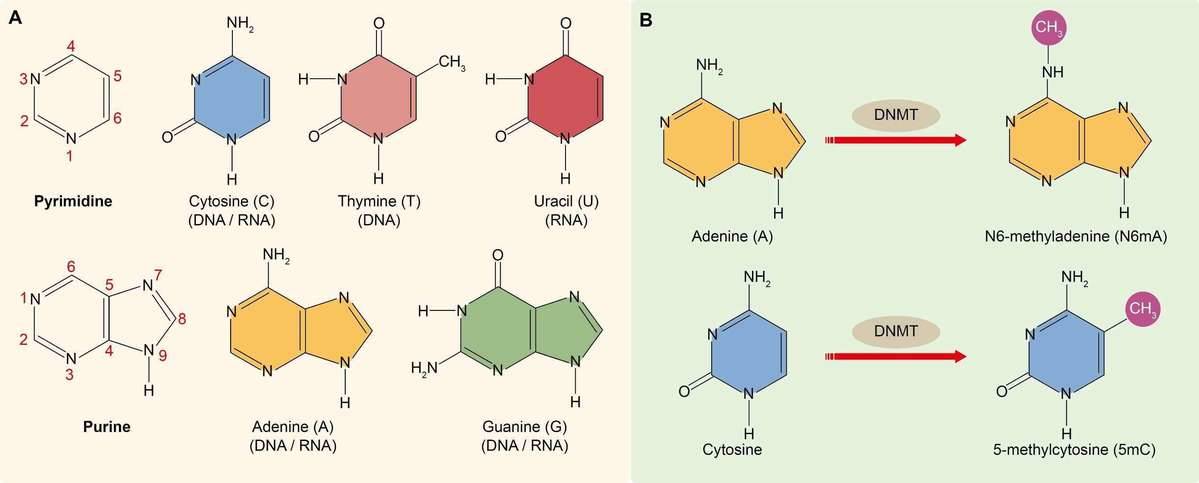 An Introduction to Reduced Representation Bisulfite Sequencing (RRBS)