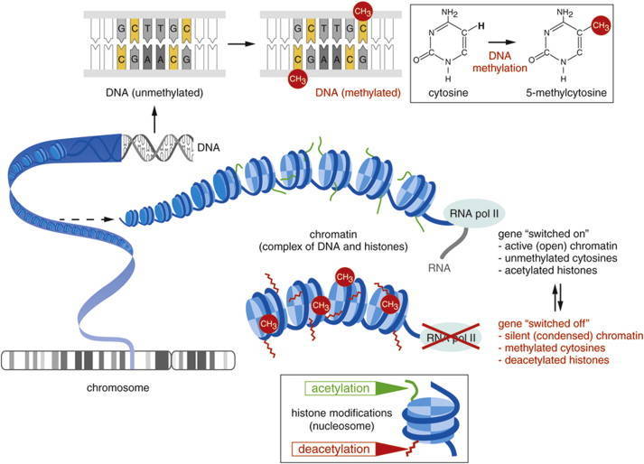 An Introduction to Reduced Representation Bisulfite Sequencing (RRBS)