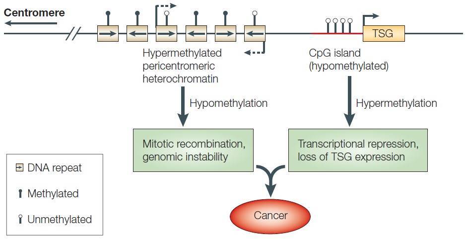 An Introduction to Reduced Representation Bisulfite Sequencing (RRBS)