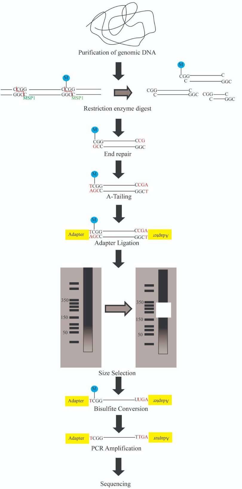 An Introduction to Reduced Representation Bisulfite Sequencing (RRBS)