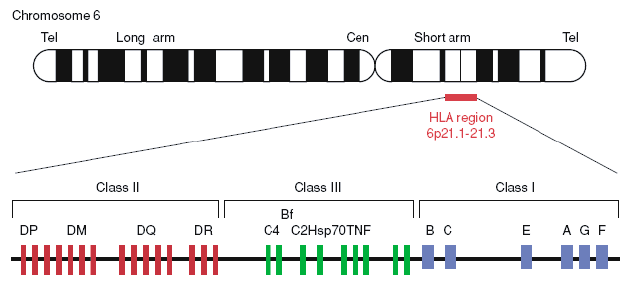 An Overview of HLA Typing