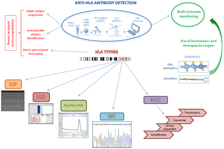 An Overview of HLA Typing