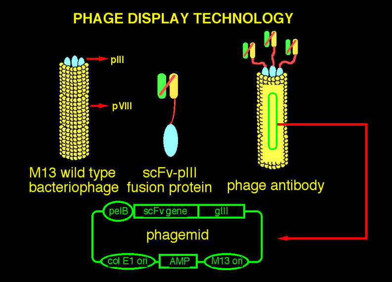 Antibody Screening Sequencing