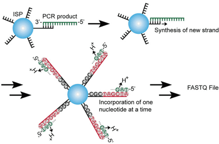 Figure 1. Workflow of antibody screening from phage display library by NGS.