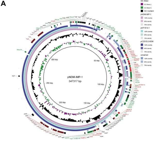 Application of Whole Plasmid Sequencing in Drug Resistance Genes of <em>Klebsiella pneumoniae</em>