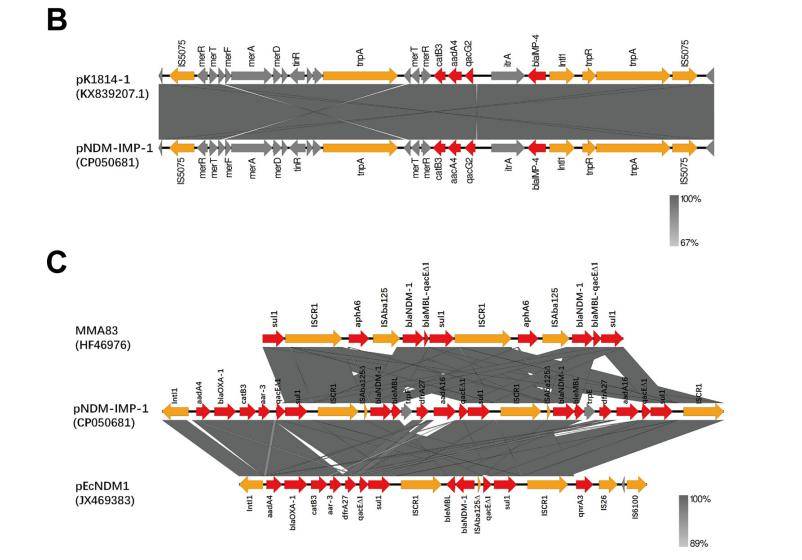 Compositions of different species in the control and miscarriage groups by LEfSe analyses