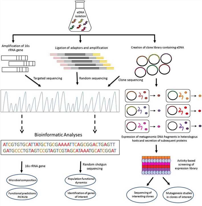 Functional metagenomic strategies for the identiﬁcation of novel biocatalysts and bioactives from environmental samples