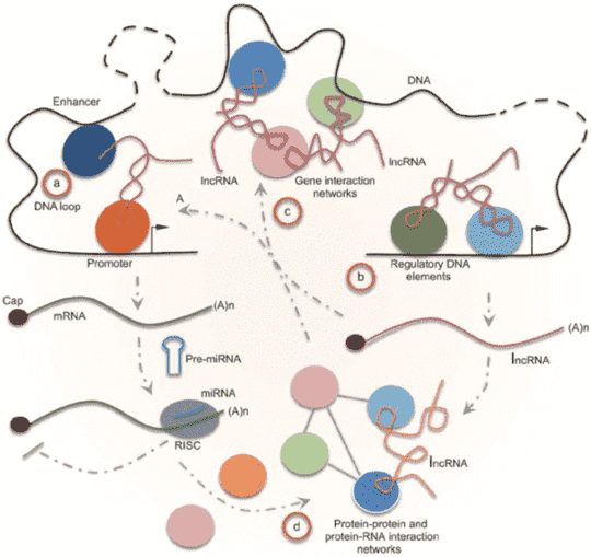 Bioinformatics Tools for Non-Coding RNA Analysis