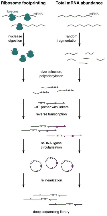 The experimental workflow of ribosome profiling (Ribo-seq).