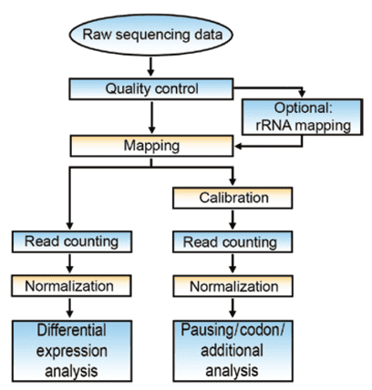 Flow-chart of data analysis in ribosome profiling 