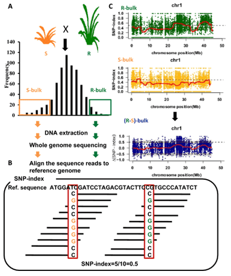 Overview of Bulk Segregant Analysis (BSA)