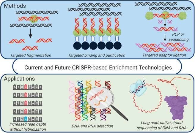 CRISPR Sequencing: Introduction, Workflow, and Applications