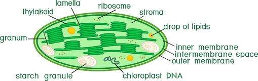 Chloroplast DNA (cpDNA) Sequencing