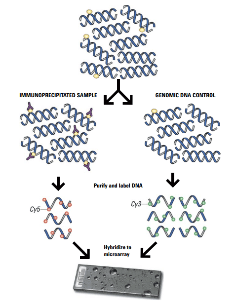 Agilent Methylation Assay workflow