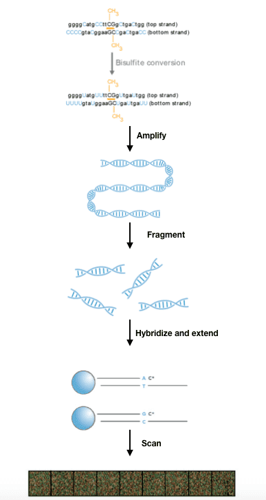 Infinium methylation assay workflow