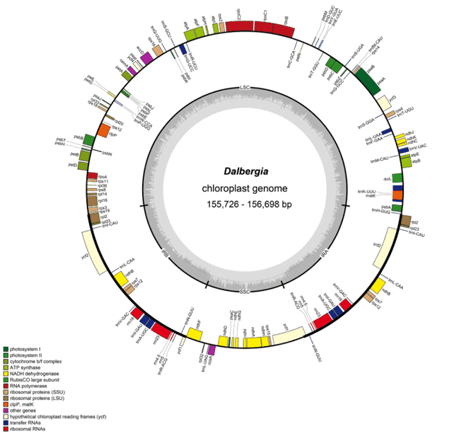 Characterization of The Complete Chloroplast Genome Sequence of Dalbergia Species And Its Phylogenetic Implications