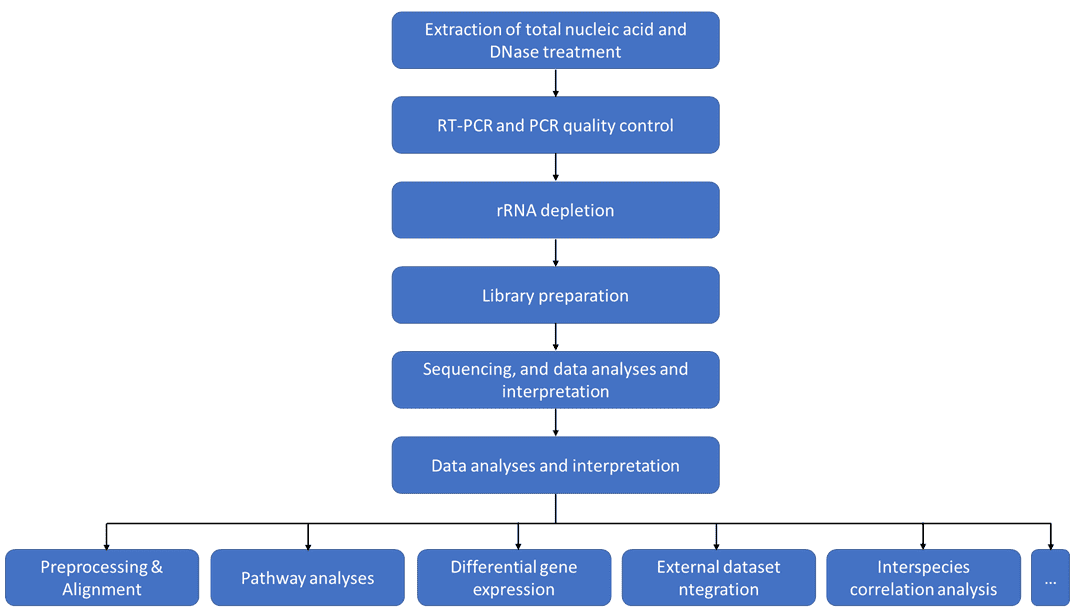 Dual RNA Sequencing: Definition & Principle, Workflow, and Applications