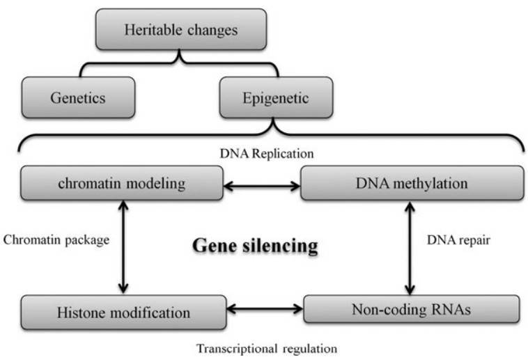 Interaction of different processes due to the epigenetics