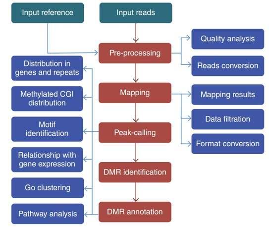 The workflow of DNA methylation analysis.