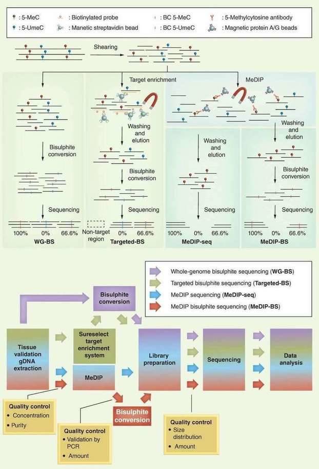 Different NGS-based DNA methylation analysis methods