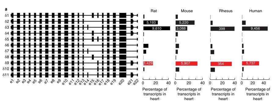 Full-length Transcriptomics Helps to Reveal The Mechanism of Cancer