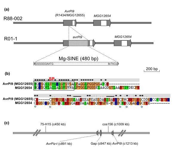 Fungal Genome <em>De Novo</em> Sequencing Promotes The Discovery And Research of Plant Pathogenic Fungi