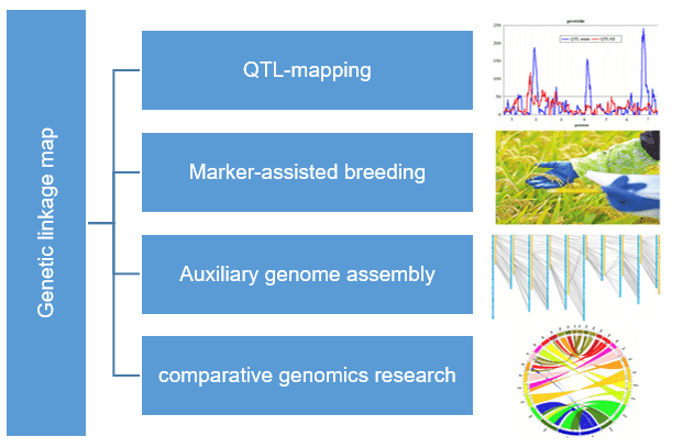 Applications of genetic linkage map