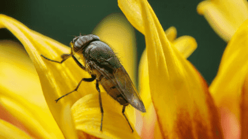 Genetic Mutation Significantly Extend Fruit Fly Lifespan