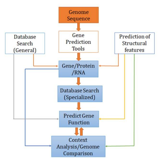 Genome Annotation and Gene Prediction Service