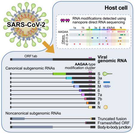 Genomic Research of SARS-CoV-2