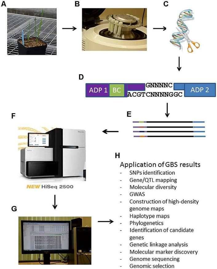 Genotyping by Sequencing: Principles, Protocols, and Applications