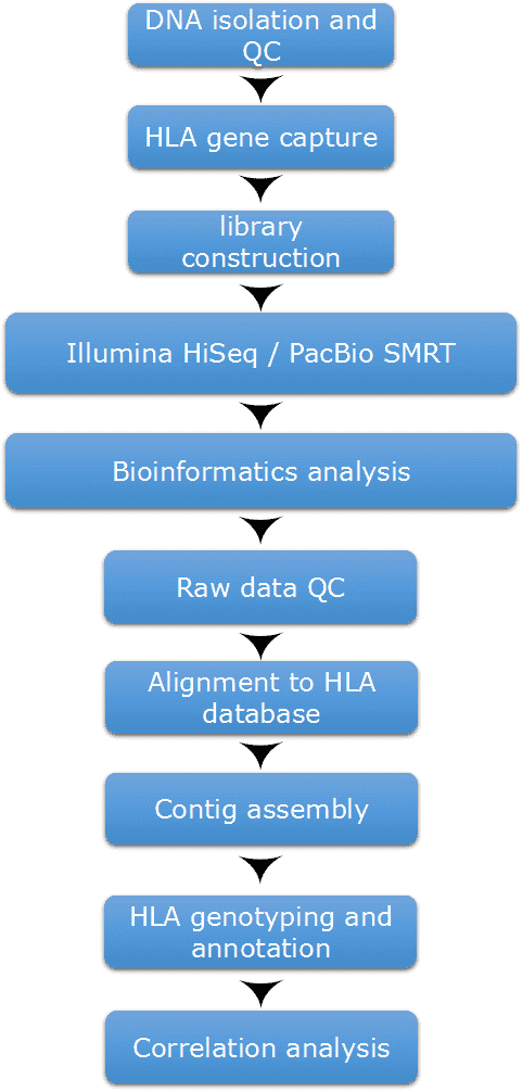 HLA Typing